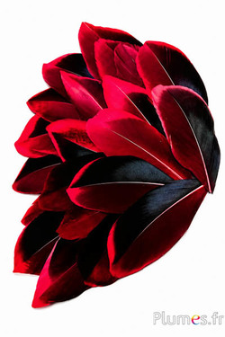 Petali in piume - 5-8 cm x 3-4 cm - carmino-nero